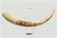 藏品(非洲象象牙)的圖片